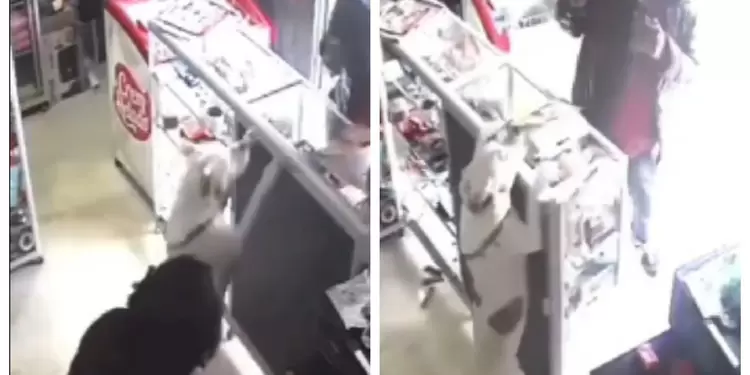 Video de la perrita que logró evitar un robo a mano armada en Huila Video de la perrita que logró evitar un robo a mano armada en Huila