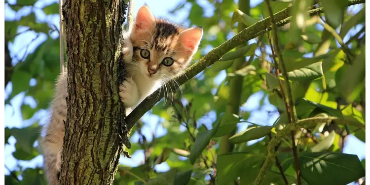 Polonia declara a los gatos como especie invasora Polonia declara a los gatos como especie invasora