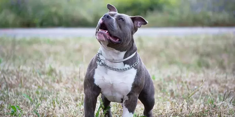 Perro raza Pit Bull Terrier Perro raza Pit Bull Terrier
