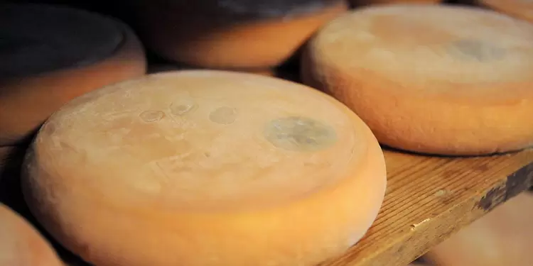 Queso reblochon, famoso producto francés Queso reblochon, famoso producto francés