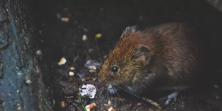 Ratón Ratón