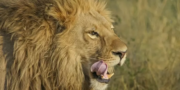 Restos humanos son hallados en jaula de leones de un zoológico Restos humanos son hallados en jaula de leones de un zoológico