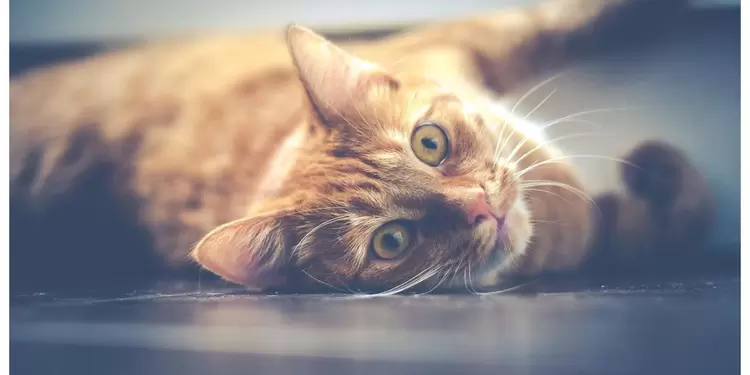 Trabajar en Canadá cuidando gatos Trabajar en Canadá cuidando gatos