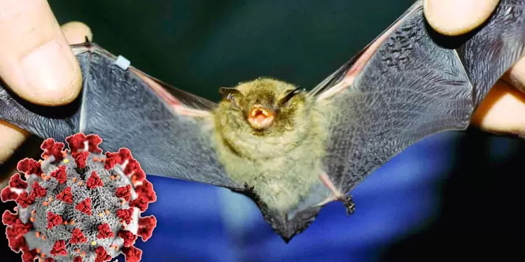 Virus asociado a un murciélago Virus asociado a un murciélago