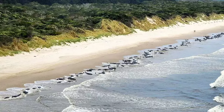 Ballenas en Australia Ballenas en Australia