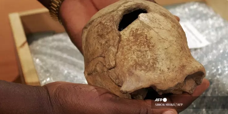 cráneo de Homo erectus cráneo de Homo erectus