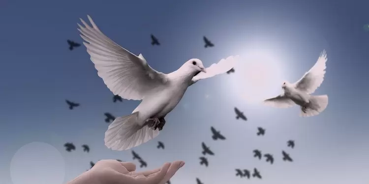 Paz Paz
