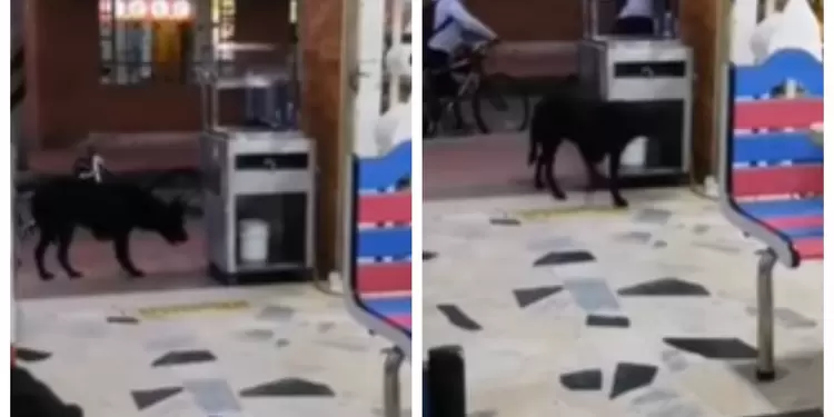 Perrito que se robó panes Perrito que se robó panes