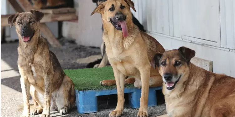 Grupo de perros aguarda en la calle