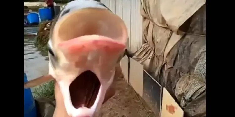 pez mutante con cuatro ojos y dos bocas pez mutante con cuatro ojos y dos bocas