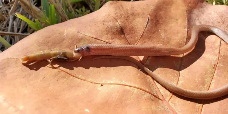 Serpiente se atraganta con ciempiés gigante Serpiente se atraganta con ciempiés gigante