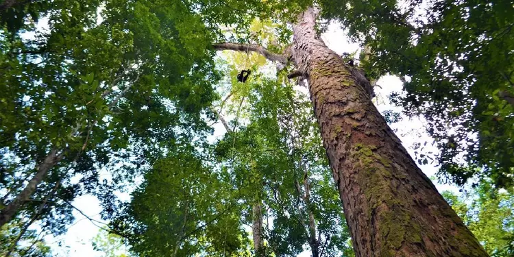 Árbol más grande del Amazonas