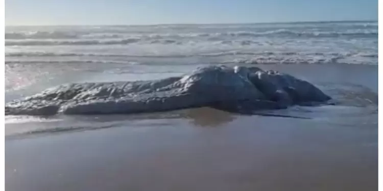 Extraña criatura apareció en medio de una playa en Oregón Extraña criatura apareció en medio de una playa en Oregón