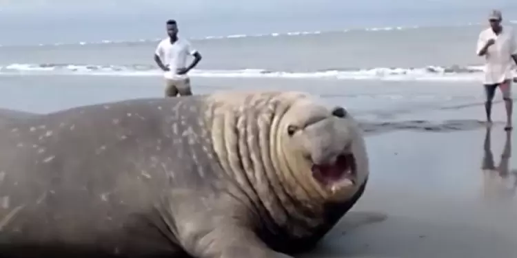 Elefante Marino
