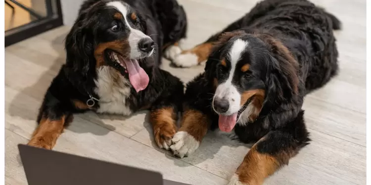 La manutención de una mascota Cuánto cuesta mantener a una mascota?
