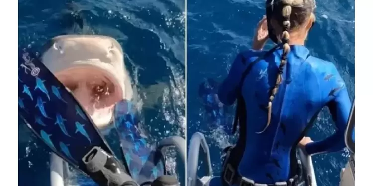 Mujer casi cae en la boca de un tiburón en Hawaii Mujer casi cae en la boca de un tiburón en Hawaii