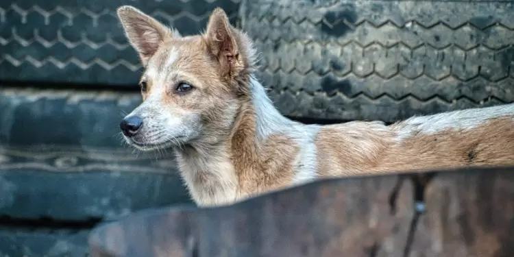 Perro callejero