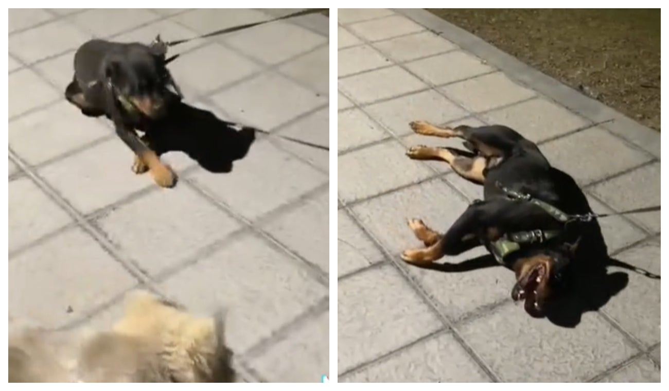 Perrito haciendo berrinche por quedarse más en el parque