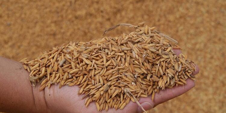 Arroz-COLPRENSA-EDISSON-FIGUEROA.jpg