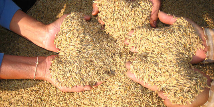 Arroz-LA-FM-Colprensa.jpg