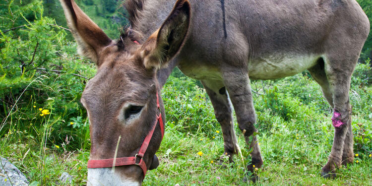 Burro-ingimage11.jpg