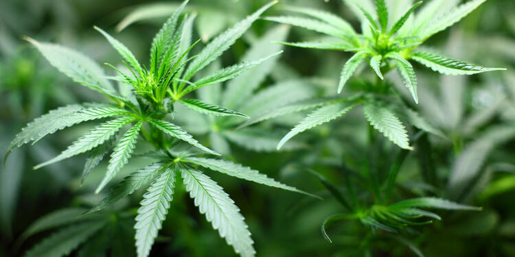 CANNABISPLANTAINGIMAGE1.jpg