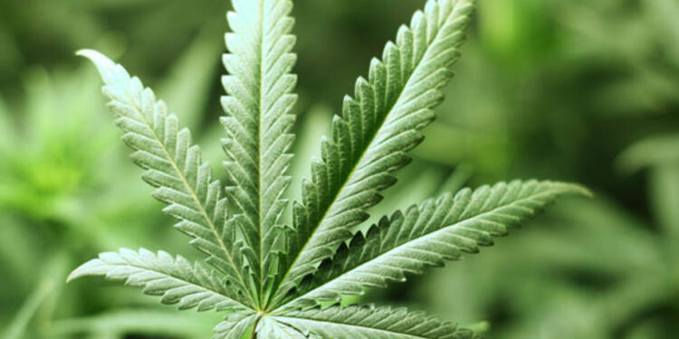 Cannabis-Ingimage.jpg