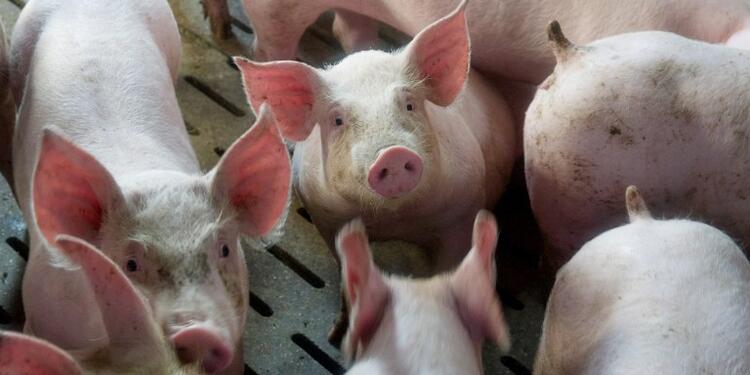 Cerdo-LAFM-AFP.jpg