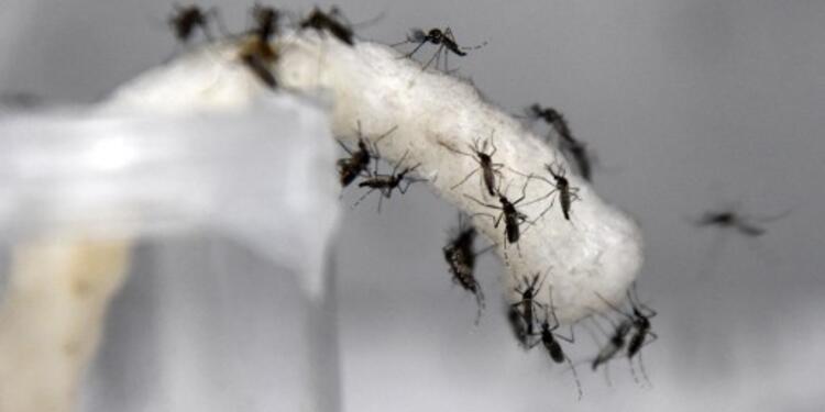 Dengue-AFP.jpg Dengue-AFP.jpg