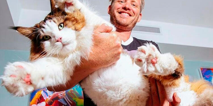 Gato.jpg