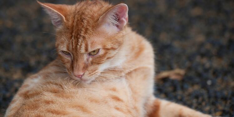Gatos-Ingimage.jpg
