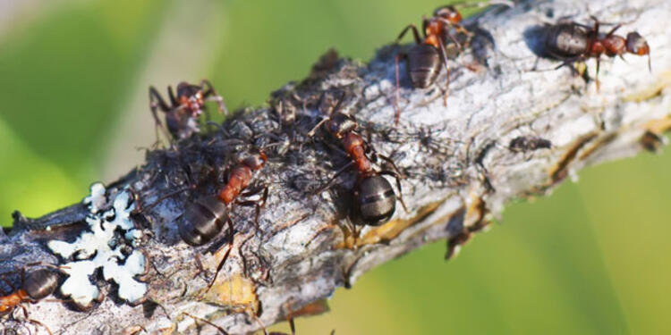 Hormigas.jpg