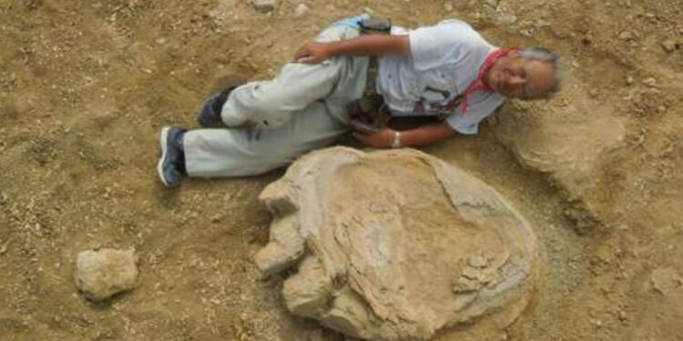 Huella-Dinosaurio-Universidad-Okayama.jpg