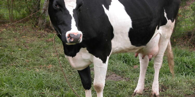 Leche - Vaca Leche - Vaca
