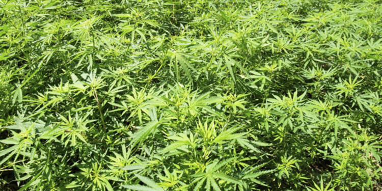 Marihuana-LAFm-Ingimage.jpg