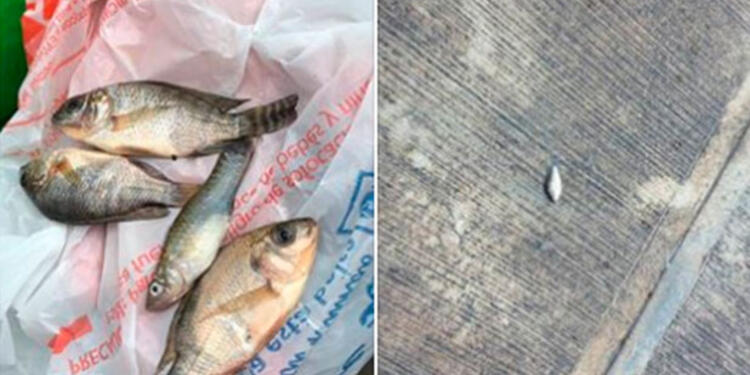 Peces-tampico.jpg