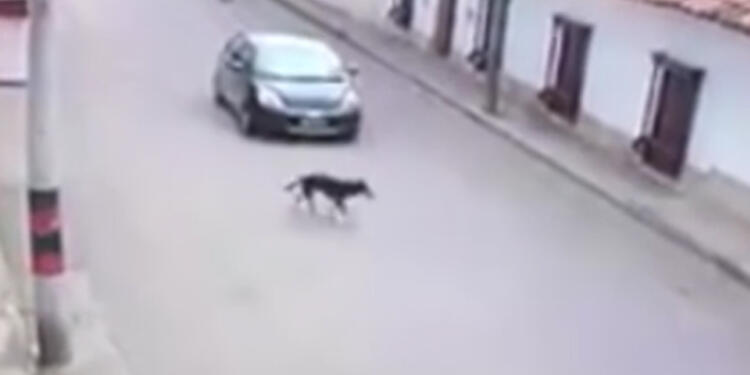 Perrito-sesquile-youtube.jpg