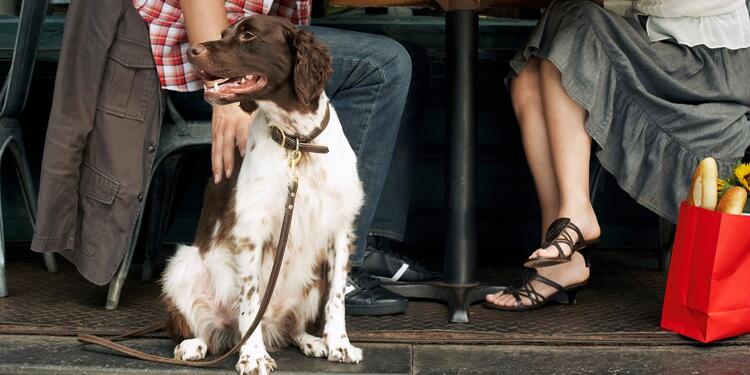 Perro-Ingimage.jpg