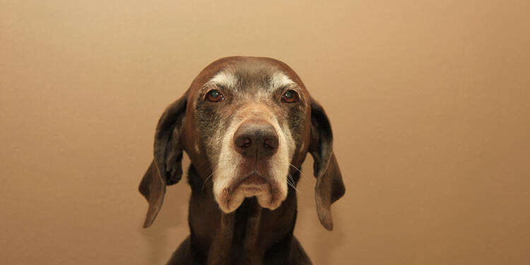 Perro-Lafm-Ingimage.jpg