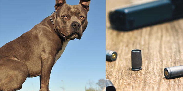 Perro-y-arma-Ingimage.jpg
