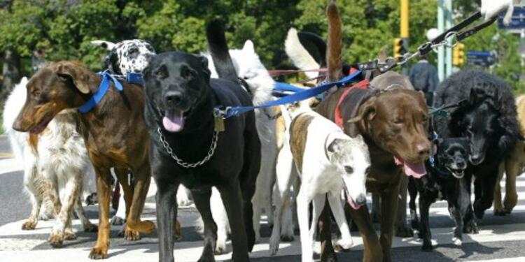 Perros-2-AFP.jpg