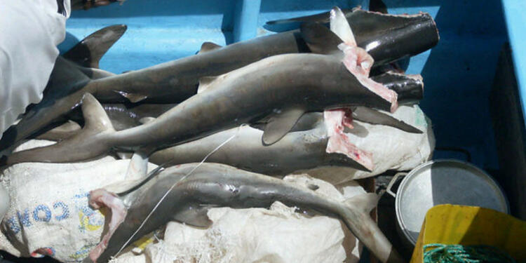 Pesca-LAFm-Colprensa.jpg