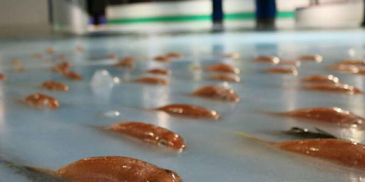 Pistapatinaje.jpg