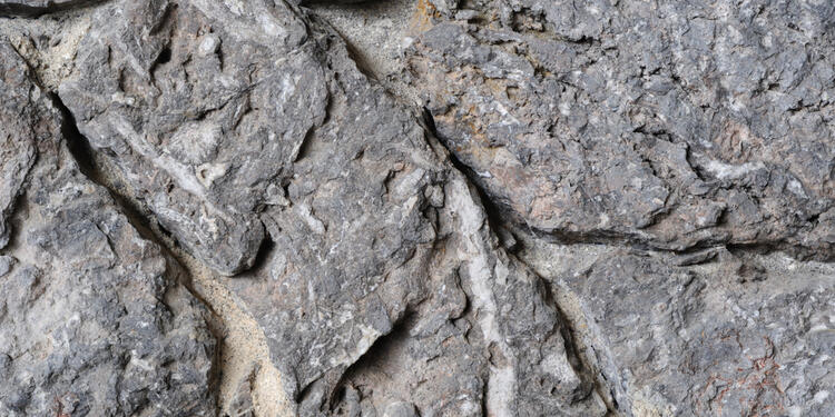 ROCAFOSILREFERENCIAINGIMAGE1.jpg