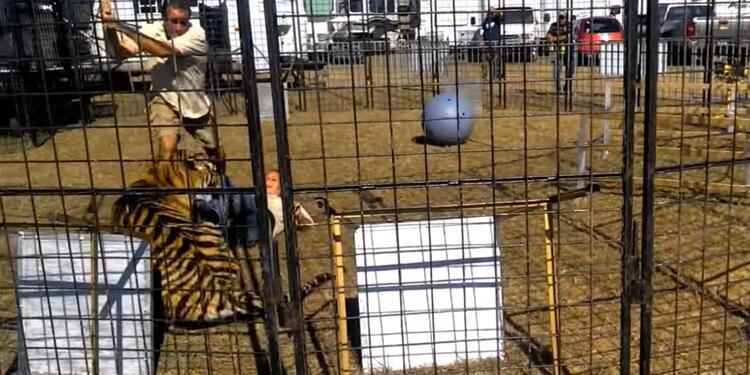 Tigre-LAFm-tomada-del-video.jpg