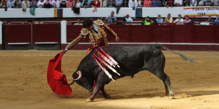 Toros-Colprensa-Sofía-Toscano.jpg