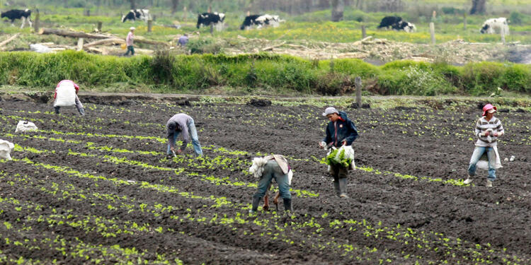 agricultores agricultores