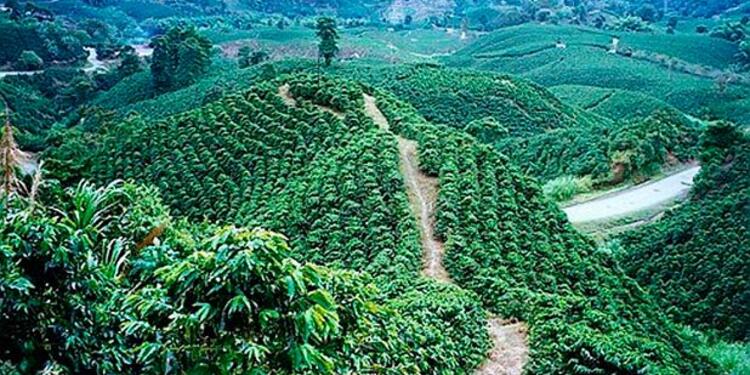 cafecolombiano.jpg
