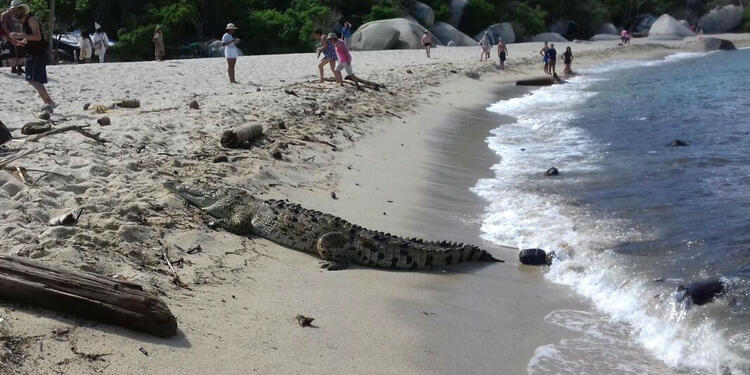 Caimán apareció en las playas de Santa Marta caimanlafm.jpg
