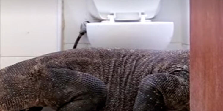 dragondekomodo.jpg